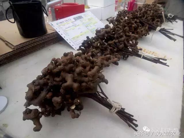 关节炎泡药酒配方_关节炎泡酒治偏方有效果吗_治关节炎的泡酒偏方