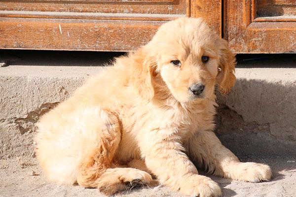 潜伏期的狂犬病毒能查出来吗_狂犬病潜伏期能治吗_潜伏期的狂犬病可以治疗吗