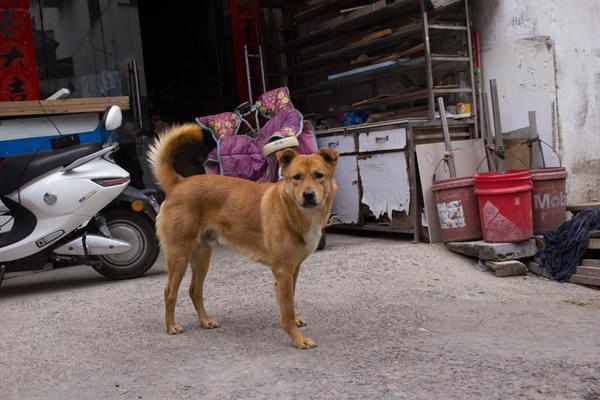 潜伏狂犬病会传染吗_在潜伏期的狂犬病毒怎么治疗_狂犬病潜伏期能治吗