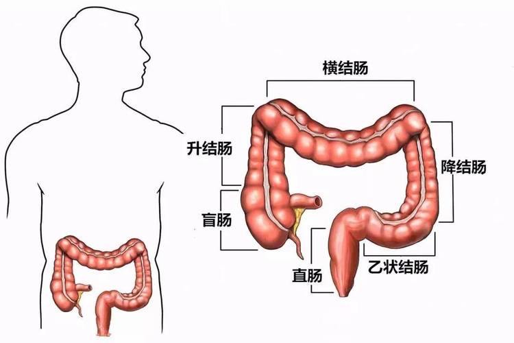 _上海肿瘤医院王洪林_上海肿廇医院电话